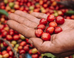 Freshly picked coffee cherries